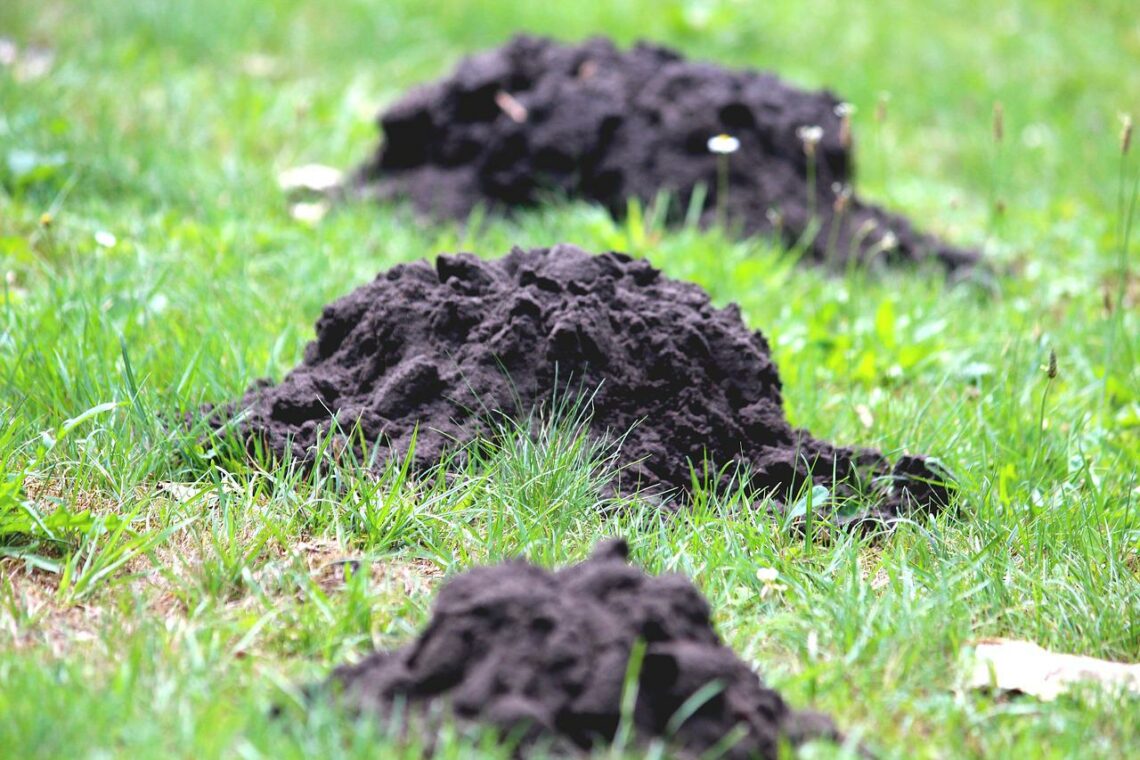 mole damage